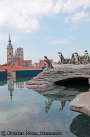 Pinguine im Ozeaneum in Stralsund